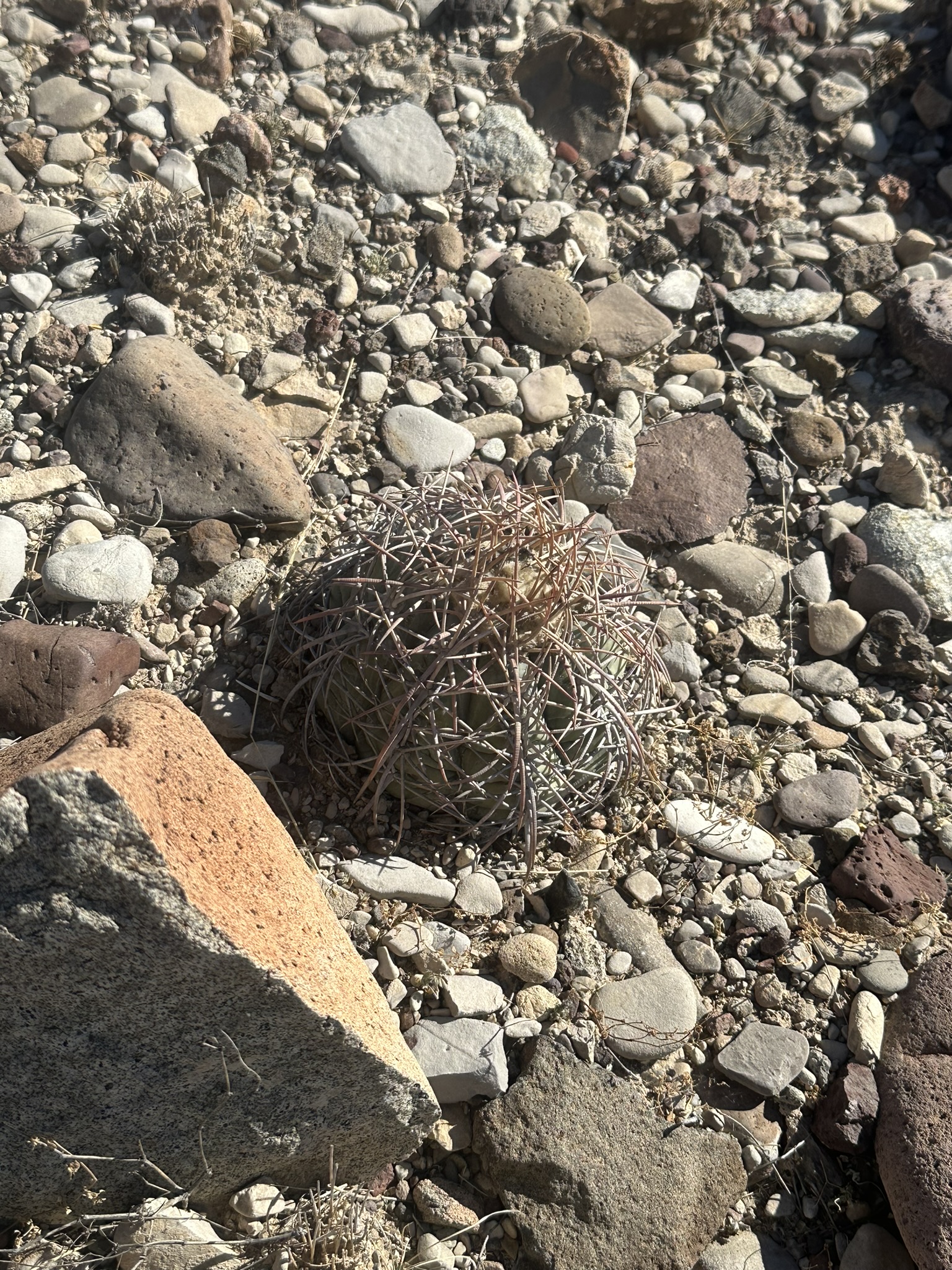 United States-National Parks-Other - Image 2727